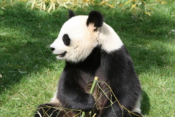 Fototapeta premium Panda Géant