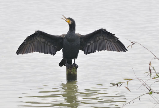Cormorano ali aperte