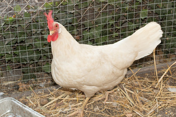Profile of a white hen in a henhouse