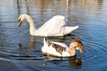 Graceful white swan and gray goose swim together in a pond in a park in spring. Ornithology.