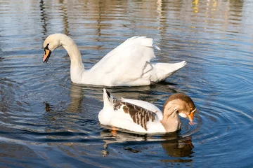 Crédence de cuisine en verre imprimé Cygne Graceful white swan and gray goose swim together in a pond in a park in spring. Ornithology.