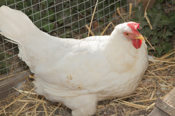 Profile of a white chicken hen