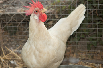 Portrait of a white hen in a henhouse