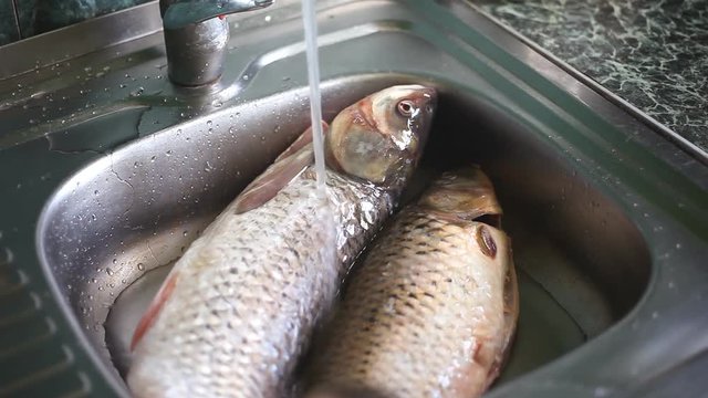 Water pouring over two bream fishes in kitchen sink - washing market food before cooking