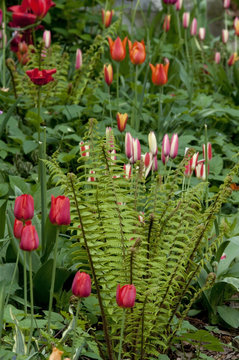 Tulip (Tulipa) is a spring-blooming perennial that grow from bul