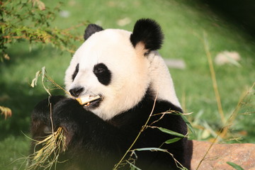 Obraz premium Panda Géant