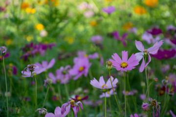 Obraz premium cosmos flower on blue sky bright background