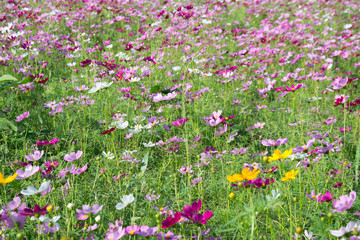 cosmos flower on blue sky bright background
