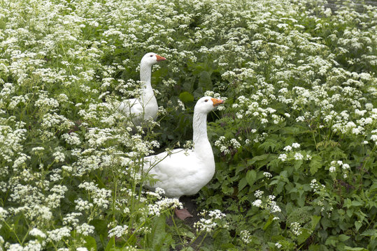 Cow parsley with goose
