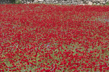 poppies (Papaver)