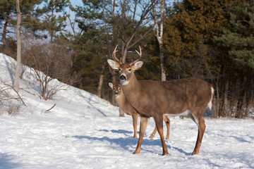 White-tailed deer buck and fawn in the winter snow in Ottawa, Canada