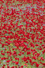 poppies (Papaver)