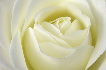 white rose (Rosa)