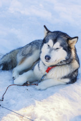 husky dog lying on snow. waiting for the dog owner