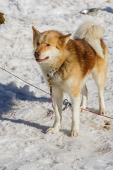 Husky dog standing in the snow. dog waiting for the owner