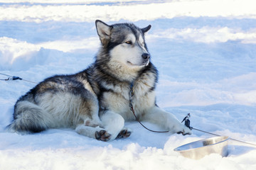 Fototapeta premium husky dog lying on snow. waiting for the dog owner