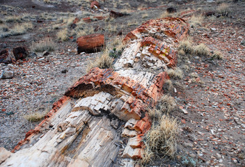 Petrified tree in Petrified Forest National Park near Holbrook, Arizona