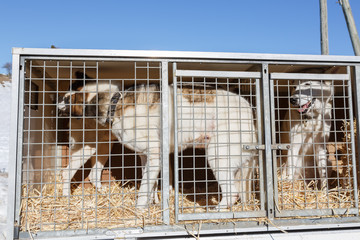 Dog in a cage. animals during transport. cages for transporting dogs in harness. Concept: a breath of air