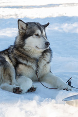 husky dog lying on snow. waiting for the dog owner
