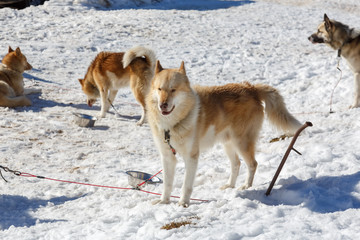 Fototapeta na wymiar Husky dog standing in the snow. dog waiting for the owner