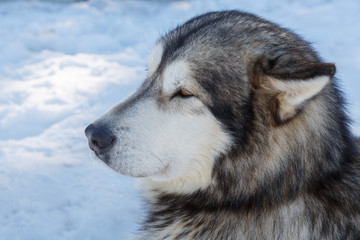 husky dog lying on snow. waiting for the dog owner