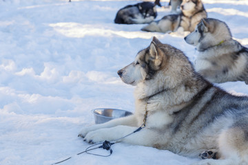 husky dog lying on snow. waiting for the dog owner