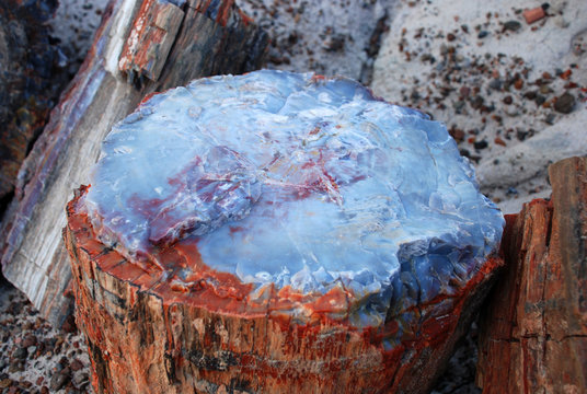 Petrified tree in Petrified Forest National Park near Holbrook, Arizona