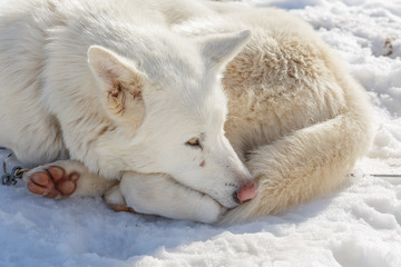 husky dog lying on snow. waiting for the dog owner