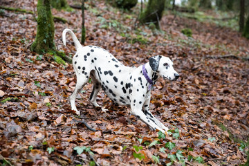 Dalmatian doing a play bow to start a game