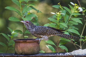 Asian koel in Minneriya national park, Sri Lanka