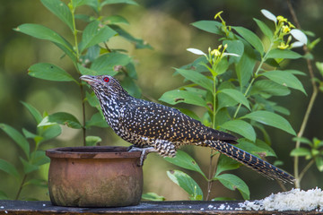 Asian koel in Minneriya national park, Sri Lanka