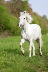 Obraz na płótnie Canvas White horse running gallop.