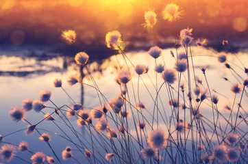 Behangcirkel Spring scene. Plant cotton grass over water in beams of the sunset sun. © Leonid Ikan