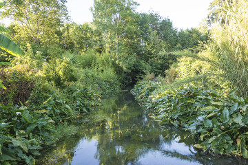 river in greenery landscape