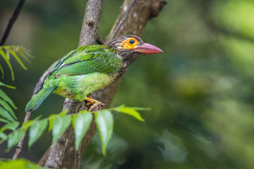 Brown-headed barbet in Minneriya national park, Sri Lanka