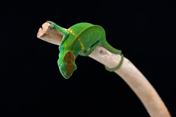 chameleon black background © Dmitry