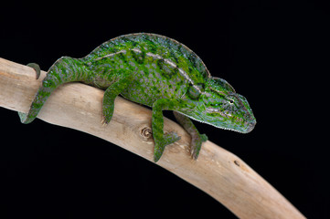 chameleon black background © Dmitry