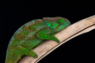 chameleon black background