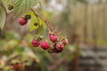 berries red raspberries on a branch with green leaves