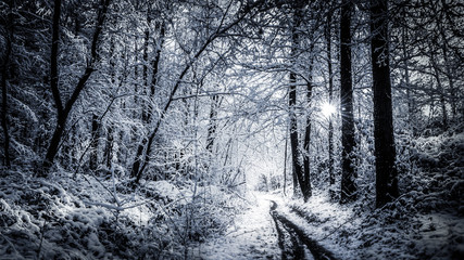 Snowy mystic path