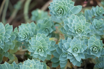 aeonium