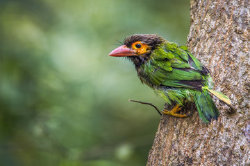 Brown-headed barbet in Minneriya national park, Sri Lanka