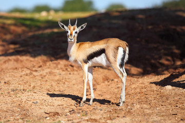 Thomson's gazelle (Eudorcas thomsonii)