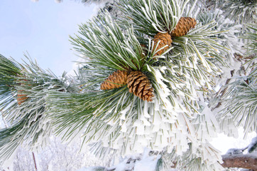 Close up of branch of pine