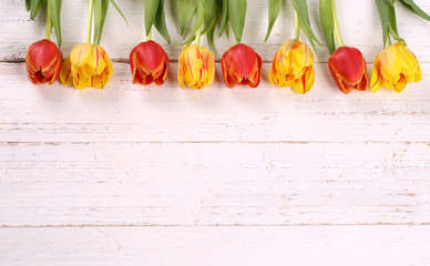 Tulpenhintergrund