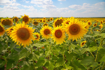 Obraz premium Sunflowers