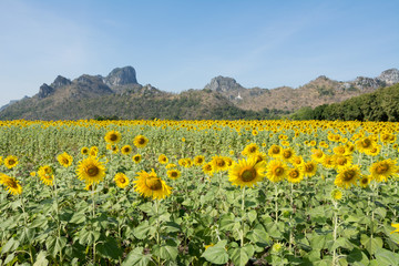 Fototapeta premium sun flower on day view background