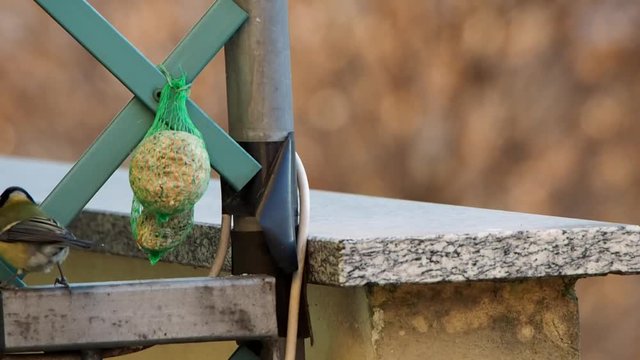 il pasto della cinciallegra