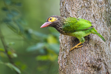 Brown-headed barbet in Minneriya national park, Sri Lanka