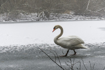 Winter Land Snow white swan Bird walk ice lake 18